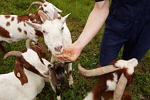 Mehrere Ziegen fressen aus einer hingereichten Hand.